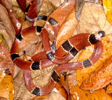 Coral Snake